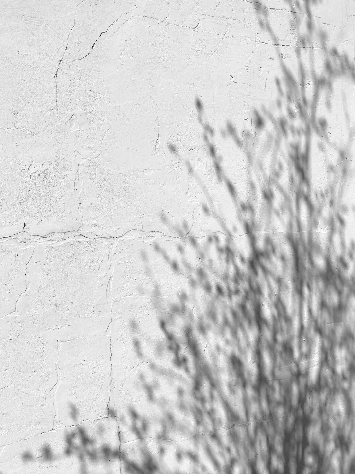 Soft shadows of branches falling across a white plaster wall